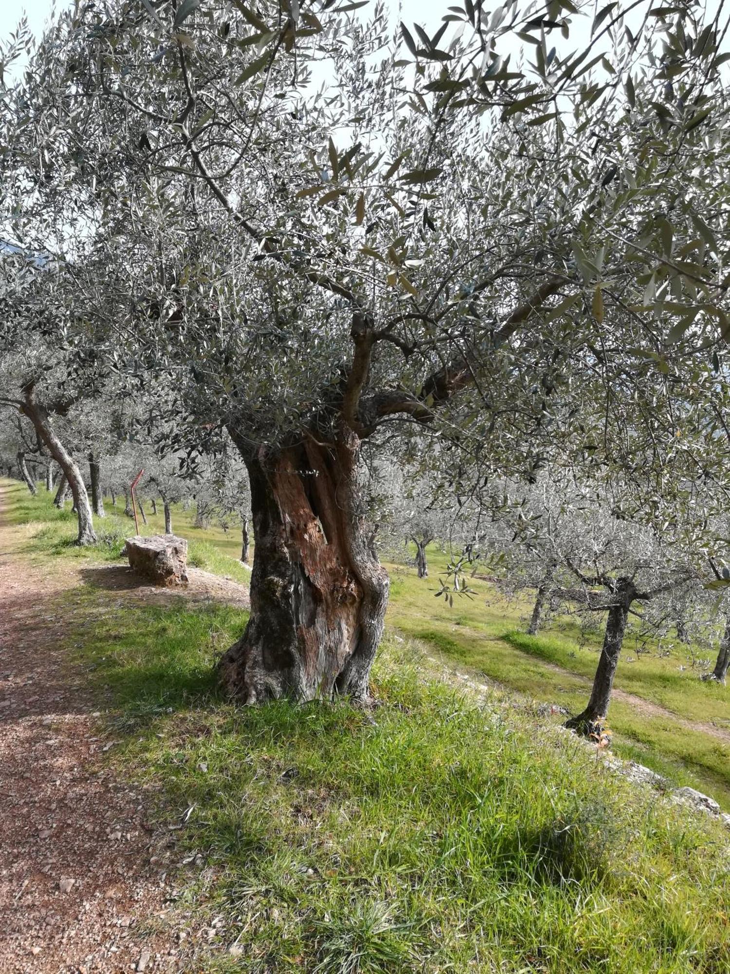 Antico Gioiello Umbro , Appartamento Con Terrazza Foligno Buitenkant foto
